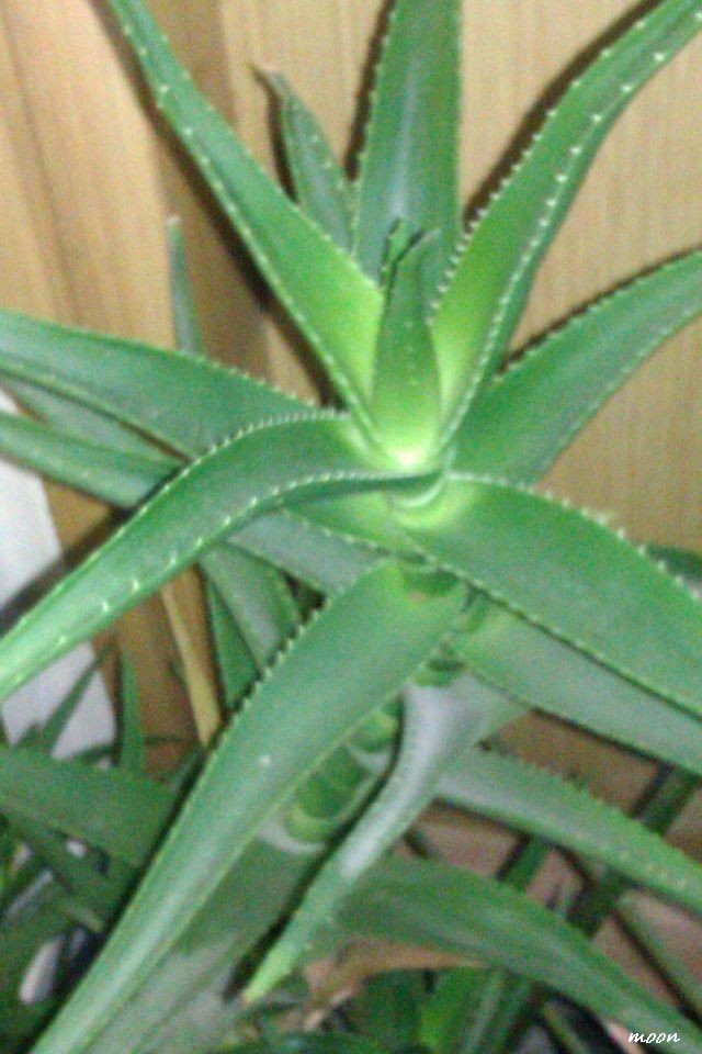 aloja